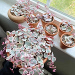 Variegated String of Hearts Plant Live - 2.5 Inch Trailing Succulent Houseplant