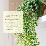 String of Turtles Plant - Live Succulent Vine - 3 Inch Pot - Indoor Planting