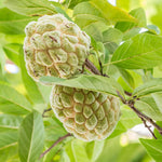 Sugar Apple Tree Seeds Annona Squamosa - Grow Your Own Delicious Fruit