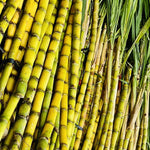 Sugar Cane Plants Live Cuttings - Easy Growing Sweet Sugarcane