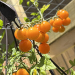 Sunsugar Tomato Plant 4 Inch Potted Live Vegetable Plant