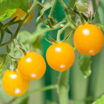 Sunsugar Tomato Plant 4 Inch Potted Live Vegetable Plant