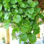 Green Swedish Ivy Plants Live - Plectranthus Seedling Indoor House Plant