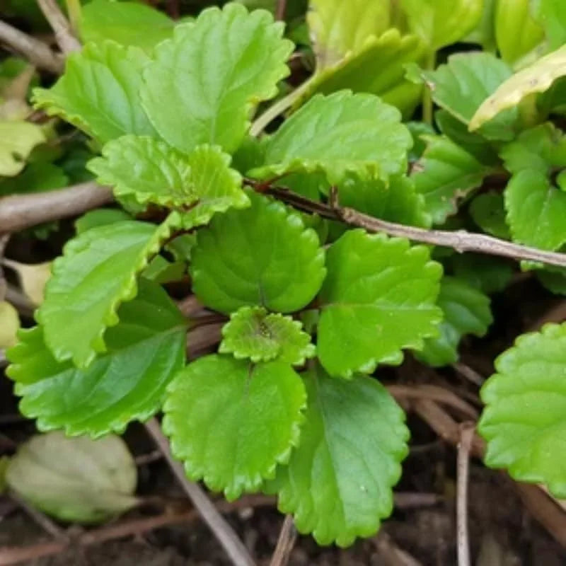 Green Swedish Ivy Plant - Live Potted Seedling - Indoor Houseplant