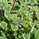 Swedish Ivy Plectranthus - 2 Live Plants in 4 Inch Pots - Variegated Swedish Ivy Mint Starter Plants
