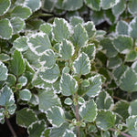 Swedish Ivy Plectranthus Live Plants Mix Purple Golden Vine Indoor Houseplant