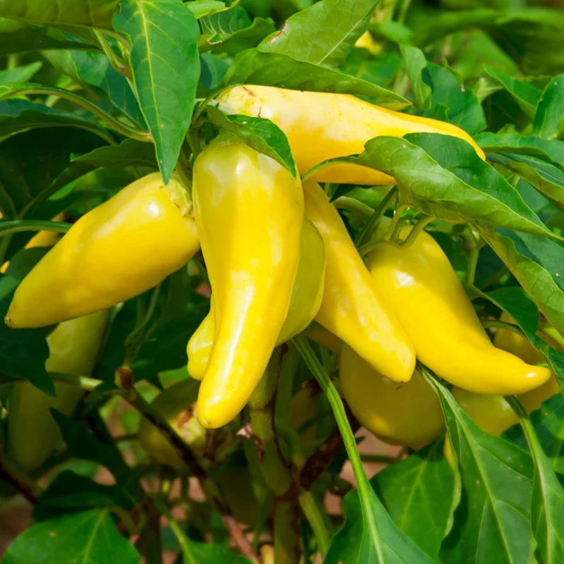 3 Sweet Banana Pepper Plants - Vegetable Plant - LIVE PLANTS 75 Days Old - Garden Ready
