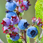 Sweet Blueberry Plant - Live Blueberry Bush 2-3 Ft - Garden Ready