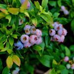 Sweet Blueberry Plant - Live Blueberry Bush 2-3 Ft - Garden Ready