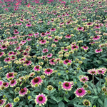 Sweet Echinacea Coneflower Plants Live, Echinacea Live Plant, In 2.25" Pot