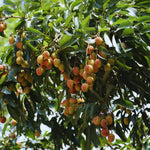 Lychee Fruit Tree Live Plant - Sweet Lychee Tree 3 Gallon - Outdoor Gardening