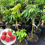 Lychee Fruit Tree Live Plant - Sweet Lychee Tree 3 Gallon - Outdoor Gardening