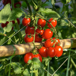 Sweet Million Cherry Tomato Plant - 2.5 Inch Pot - Fruit Vegetable Plant