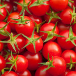Sweet Million Cherry Tomato Plant - 2.5 Inch Pot - Fruit Vegetable Plant