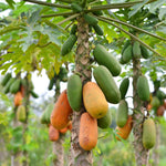 Sweet Papaya Tree Live Plant - 3.5 Inch Pot - Gardening Ready