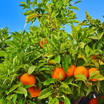 Sweet Tangerine Tree - 3 Feet Tall Grafted Mandarin Orange Fruit Tree Live Plant