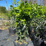 Mandarin Tree Grafted Live Citrus Tree - Well-Rooted Mandarin Tree