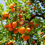 Sweet Tangerine Tree - 3Ft Live Grafted Mandarin Orange Fruit Tree in Gallon Pot