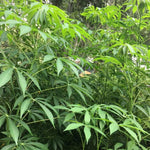 Sweet Yuca Cassava Cuttings - Manihot Cassava - 4 Count - Root Vegetable