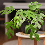 Swiss Cheese Plant 4-8 inch Monstera Deliciosa Live Indoor Plant