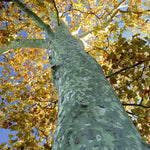 Sycamore Tree Live Plant - Ornamental Deciduous Shade Tree - 8-10 Inch Quart Pot