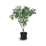 Tangerine Trees Potted Dancy Mandarin 2-3 Ft Indoor Outdoor No Shipping to CA