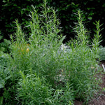 Tarragon Plants Live - 2 French Tarragon Herb Plants 4-6 Inch - Outdoor Gardening