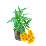 Tarragon Plants Live - 2 Pack Herb Plant Starter - 4-8'' Tall - Indoor &amp; Outdoor