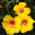 Tequila Hibiscus Plant Live Hardy Hibiscus Flower 6-11'' Tall