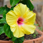 Tequila Hibiscus Plant Live Hardy Hibiscus Flower 6-11'' Tall