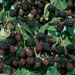 Thornless Blackberry Plant Live - Bush - Tree - For Planting In Pot
