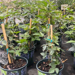 Blackberry Bush Plant - Thornless Live Plant - For Planting in Pot