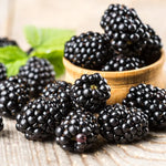 Pack 4 Chester Thornless Everbearing  Blackberry Plants Live for Growing,  High-Yield Blackberry