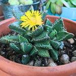 Tiger Jaw Succulent Plant, Faucaria Tigrina - 4 Inch Potted Rare Live Plant