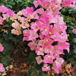 2 Bougainvillea Plants Live - Trailing Flowering Vines 5-9" Tall - Outdoor Garden Patio