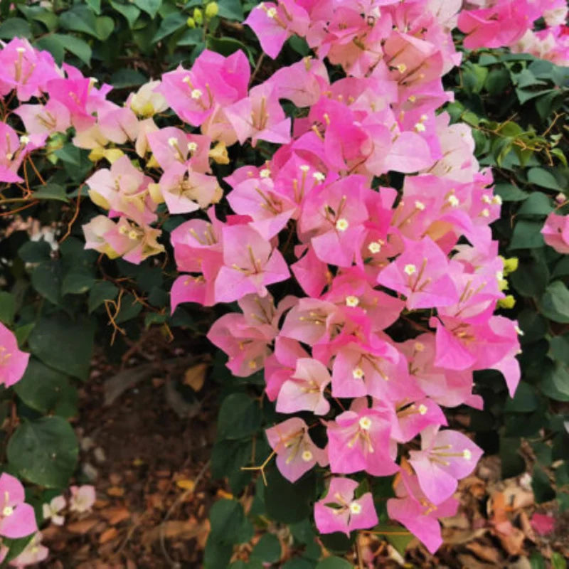 2 Bougainvillea Plants Live - Trailing Flowering Vines 5-9" Tall - Outdoor Garden Patio