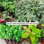 2 Bougainvillea Plants Live - Trailing Flowering Vines 5-9" Tall - Outdoor Garden Patio