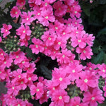Trailing Pink Verbena Flower Plants - Perennial, 5-7'' Tall