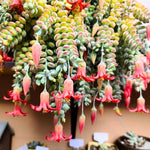 Hanging Cotyledon Pendens Trailing Succulent Live Plant 2 Inch Pot - Cascading Beauty
