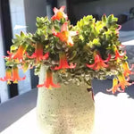 Trailing Cotyledon Pendens Succulent Plant Live - 2 Inch Ornamental Houseplant