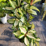 Tricolor Hoya Carnosa Plant 4 Inch Pot - Live Houseplant Decor