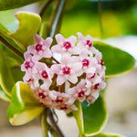 Tricolor Hoya Plant Live - Variegated Indoor Plant 4-6 Inches