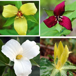 Trillium Flower Bulbs Mix - 20 Roots - Yellow Red White for Gardening