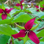 Trillium Flower Bulbs Mix - 20 Roots - Yellow Red White for Gardening
