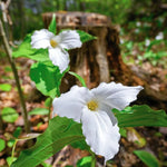 Trillium Flower Bulbs Mix - Yellow, Red, White - 10 Large Roots Ready to Plant