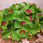 Trillium Flower Bulbs Mix - 20 Roots - Yellow Red White for Gardening