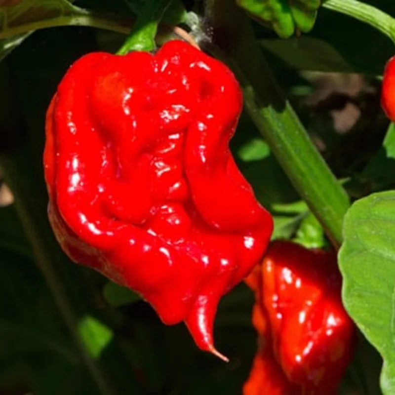3 TRINIDAD MORUGA SCORPION Pepper Plants - Vegetable Plant - No Pot - Lot of 3 LIVE 75+ DAY OLD SUPER HOT PEPPER PLANTS