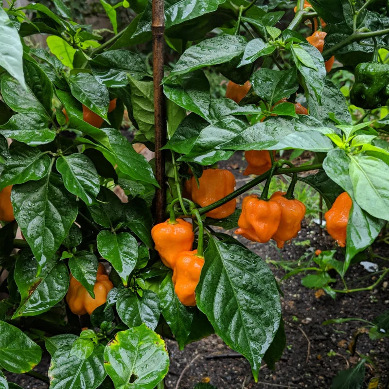 3 TRINIDAD MORUGA SCORPION Pepper Plants - Vegetable Plant - No Pot - Lot of 3 LIVE 75+ DAY OLD SUPER HOT PEPPER PLANTS