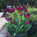 Tulip Bulbs for Spring &amp; Fall Planting - Flower Bulbs Growing - 10 Bulbs