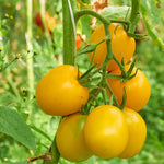 Tumbling Tom Yellow Cherry Tomato Plant 2.5" Pot Vegetable